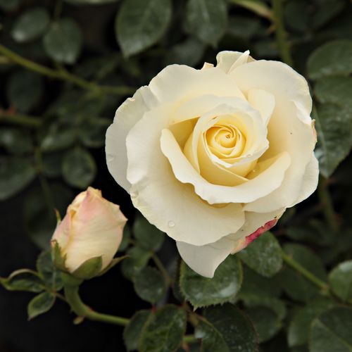 Rosa Irène Frain™ - alb - Trandafir copac cu trunchi înalt - cu flori simpli - coroană tufiș
